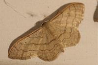 Idaea aversata