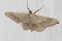 Idaea aversata
