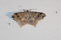Macaria alternata