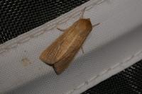 Mythimna pallens