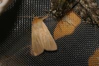 Mythimna pallens