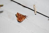 Selenia dentaria