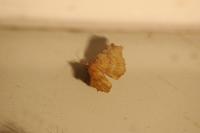 Selenia dentaria