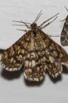 Chiasmia clathrata