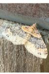Xanthorhoe ferrugata