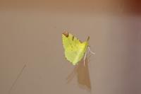 Opisthograptis luteolata