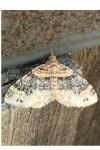 Xanthorhoe ferrugata
