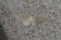 Idaea
