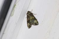 Craniophora ligustri