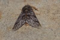 Thaumetopoea pityocampa