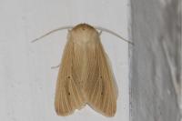 Mythimna pallens