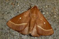 Lasiocampa trifolii trifolii