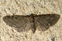 Eupithecia virgaureata