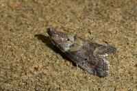 Acrobasis consociella
