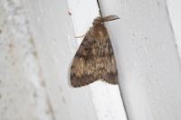 Lymantria dispar