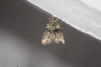 Cryphia algae