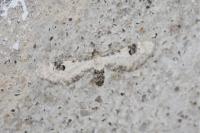 Eupithecia centaureata