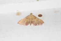 Endotricha flammealis
