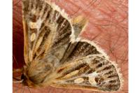 Cerapteryx graminis