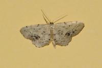 Idaea dimidiata