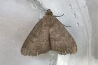 Anthracia ephialtes