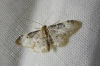 Idaea filicata