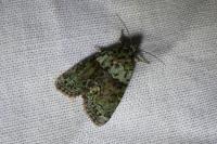 Cryphia algae