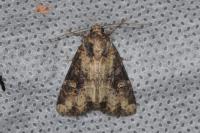 Mesapamea secalella/secalis