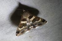 Grammodes stolida