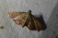 Endotricha flammealis