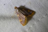 Hypsopygia costalis