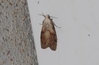 Aphomia sociella