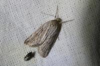 Pachycnemia hippocastanaria hippocastanaria