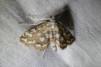 Elophila nymphaeata