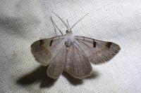 Itame vincularia