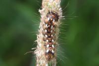 Acronicta rumicis