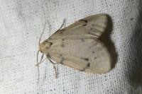Paidia rica