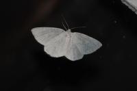Cabera exanthemata