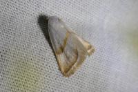 Eublemma pura