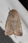 Hoplodrina ambigua