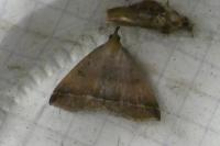 Polypogon plumigeralis