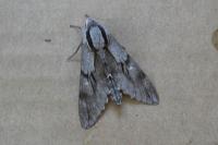Hyloicus maurorum