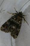 Callopistria latreillei