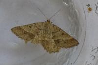 Isturgia murinaria