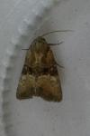 Mesoligia furuncula