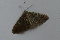 Nycterosea obstipata