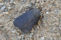 Amphipyra livida