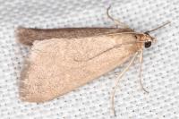 Evergestis mundalis