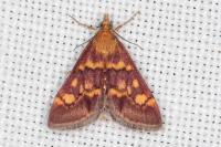 Pyrausta aurata