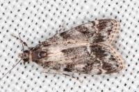 Eudonia mercurella